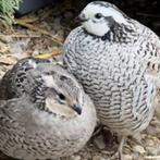 Koppel Boomkwartels, Dieren en Toebehoren, Pluimvee, Meerdere dieren