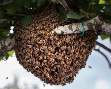 Gratis bijenzwerm verwijderen. beschikbaar voor biedingen