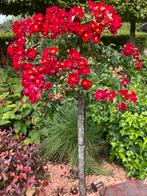 6 Stamrozen, Tuin en Terras, Planten | Tuinplanten, Ophalen, Zomer, Overige soorten, Volle zon