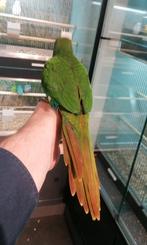 Super lieve jonge tamme pyrhurras met dna., Dieren en Toebehoren, Vogels | Parkieten en Papegaaien, Meerdere dieren, Papegaai