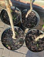 appel en perenbomen ca. 2 meter (Appel, Peer, Kers, Pruim), Tuin en Terras, Planten | Fruitbomen, Lente, In pot, Ophalen of Verzenden