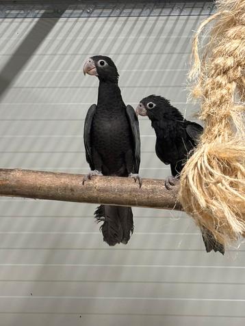 0-1 Vasa Papegaai beschikbaar voor biedingen