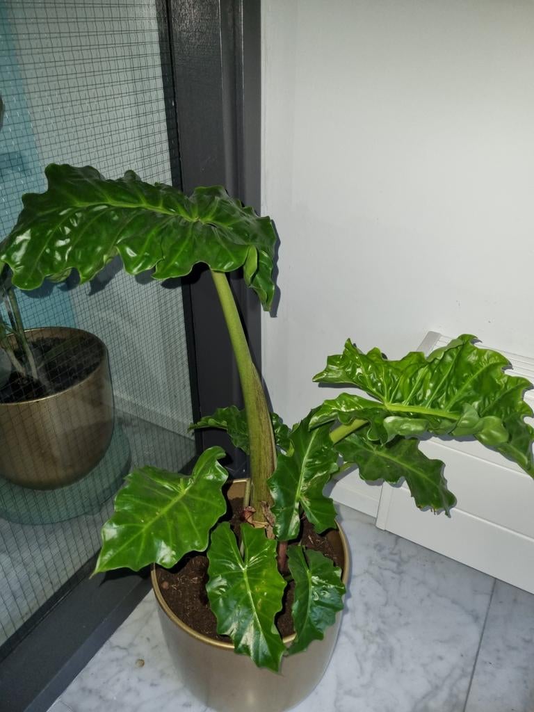 Alocasia kamerplant olifantsoor, Huis en Inrichting, Ophalen of Verzenden, Halfschaduw, Minder dan 100 cm