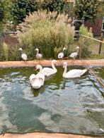 Tk.gevraagd witte zwanen 06 57246852., Dieren en Toebehoren, Pluimvee, Vrouwelijk, Eend