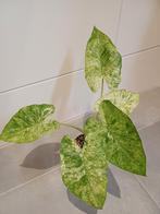 Alocasia Odora Batik knolletjes, Overige soorten, In pot, Minder dan 100 cm, Groene kamerplant