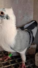 Syrische Burmali, Meerdere dieren, Overige soorten
