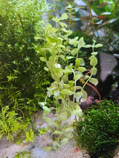 Lysimachia nummularia aurea - ook verzenden, Dieren en Toebehoren, Vissen | Aquaria en Toebehoren, Nieuw, Plant(en), Steen of Hout