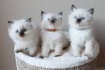 Schitterende ragdoll kittens, Dieren en Toebehoren, Katten en Kittens | Raskatten | Langhaar, Meerdere dieren, Met stamboom, 0 tot 2 jaar