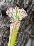 Sarracenia , 5x winterharde bekerplant, vleesetende planten., Ophalen, Overige soorten, Volle zon