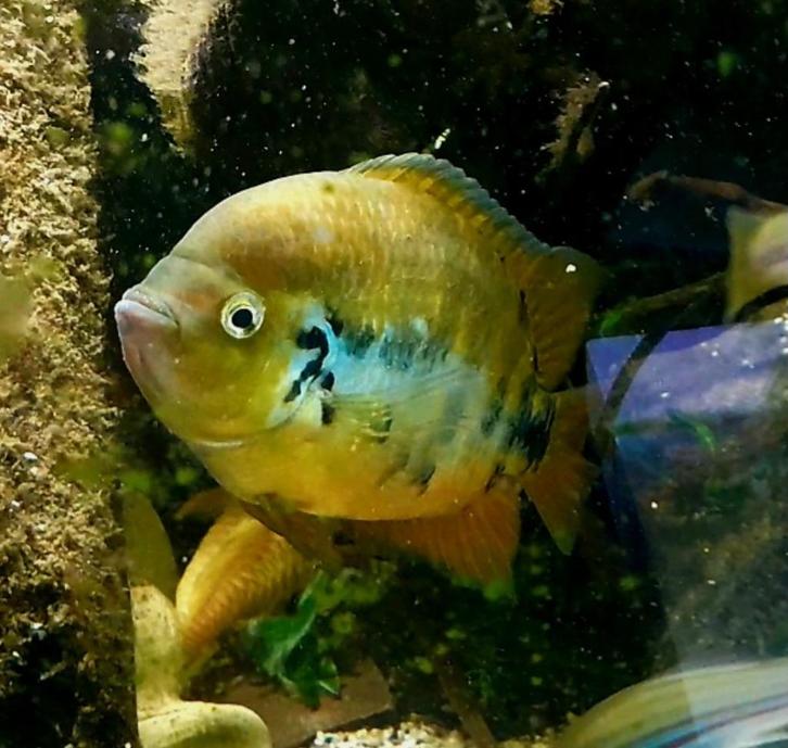 Schitterende vreedzame cichliden, Dieren en Toebehoren, Vissen | Aquariumvissen, Vis