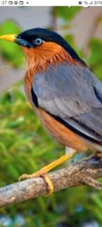 Pegoda spreeuwman ruilen, Mannelijk