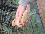 Langbevederde aqua cinnamon pop 2020, Dieren en Toebehoren, Vogels | Parkieten en Papegaaien, Vrouwelijk, Dwergpapegaai of Agapornis