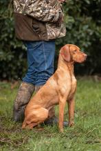 Vizsla korthaarpups met FCI stamboom te reserveren, Dieren en Toebehoren, België, Particulier, Rabiës (hondsdolheid), Overige rassen