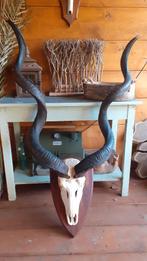 gewei geweien hoorn schedel afrika, Ophalen of Verzenden, Zo goed als nieuw, Overige soorten, Gewei of Kop