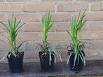 Leliegras Liriope Big Blue Ingwersen Moneymaker P9 siergras, Ophalen, Siergrassen, Volle zon