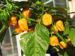 Gele Adjuma peper zaadjes, Tuin en Terras, Bloembollen en Zaden, Ophalen of Verzenden, Voorjaar, Volle zon, Zaad