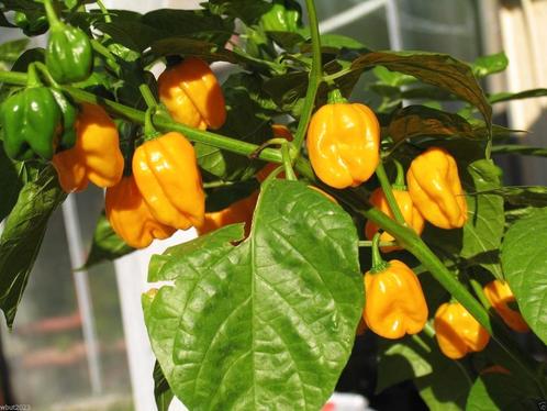 Gele Adjuma peper zaadjes, Tuin en Terras, Bloembollen en Zaden, Zaad, Voorjaar, Volle zon, Ophalen of Verzenden