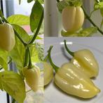 BIO White Ghost Pepper BHUT JOLOKIA zaden 2024, Ophalen of Verzenden, Voorjaar, Volle zon, Zaad
