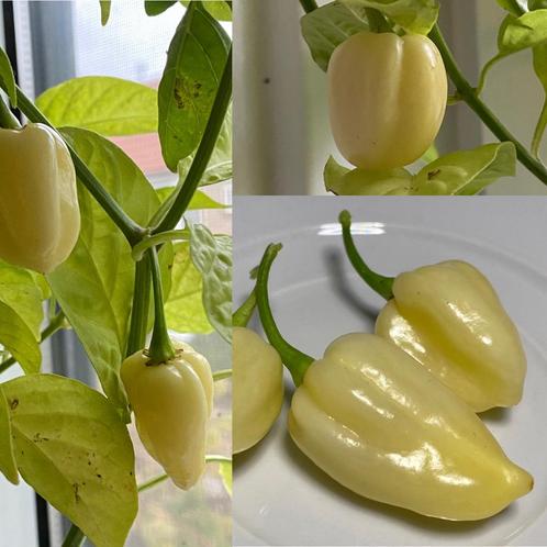 BIO White Ghost Pepper BHUT JOLOKIA zaden 2024, Tuin en Terras, Bloembollen en Zaden, Zaad, Voorjaar, Volle zon, Ophalen of Verzenden