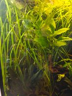 Vallisneria, Ophalen, Zo goed als nieuw, Plant(en), Steen of Hout