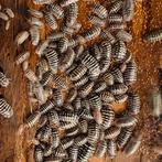 armadillidium maculatum, Overige soorten