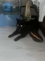 Poes te koop, Poes