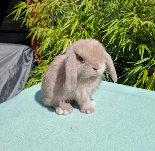 Raszuiver minilop rammetje 🩵, Dieren en Toebehoren, Konijnen, Dwerg, Mannelijk