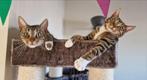 2 lieve half Bengaalse zusjes, Dieren en Toebehoren, Katten en Kittens | Overige Katten, Poes