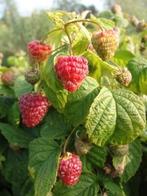 Fruitplanten, braam, framboos, bessen, druif, gojibes,, Volle zon, Vaste plant, Ophalen of Verzenden, Fruitplanten