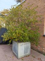 2 grote Osmanthus bomen in  pot, Vaste plant, Halfschaduw, Lente, Ophalen