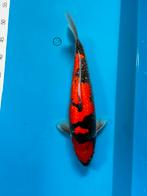 Goshiki, Dieren en Toebehoren, Vissen | Vijvervissen, Karper of Koi