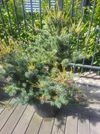 Pinus parviflora .negishi maat 100/110, Bloeit niet, Overige soorten, 100 tot 250 cm, Ophalen