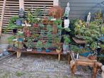 Azalea Pinus Malus Ficus Esdoorn Carmona Ginkgo Larix Bonsai, Tuin en Terras, Planten | Bomen, Bloeit niet, Halfschaduw, Minder dan 100 cm