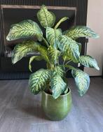 Te koop grote kamerplant Dieffenbachia 120cm, Ophalen, Overige soorten