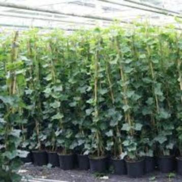 Hedera hibernica beschikbaar voor biedingen