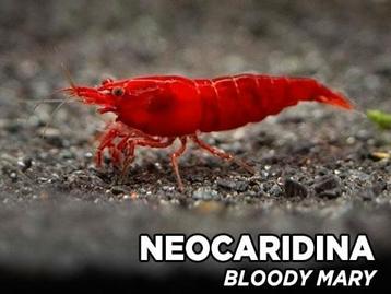 Neocardina Bloody Mary high grade meer dan 200 op voorraad ❗ beschikbaar voor biedingen