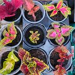 Siernetel (Coleus) Stekken per stuk verschillende kleuren, Ophalen, Zomer, Overige soorten, Volle zon