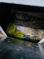 Aratinga weddels (wegens inkrimpen hobby), Meerdere dieren, Parkiet, Geringd