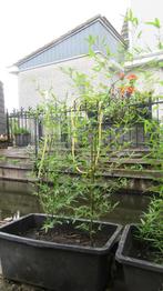 Bamboeplanten in verschillende maten en soorten, Ophalen, Volle zon, Vaste plant, Siergrassen