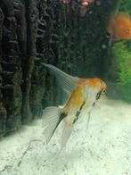 Volwassen gezonde maanvis, Dieren en Toebehoren, Vissen | Aquariumvissen, Vis