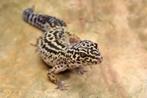 Gezocht: jonge luipaard gekkos > 6 maanden, Dieren en Toebehoren, Reptielen en Amfibieën, Hagedis, Tam, 0 tot 2 jaar