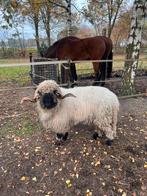 Walliser Schwarznase dekram ARR ARR, Mannelijk, Schaap