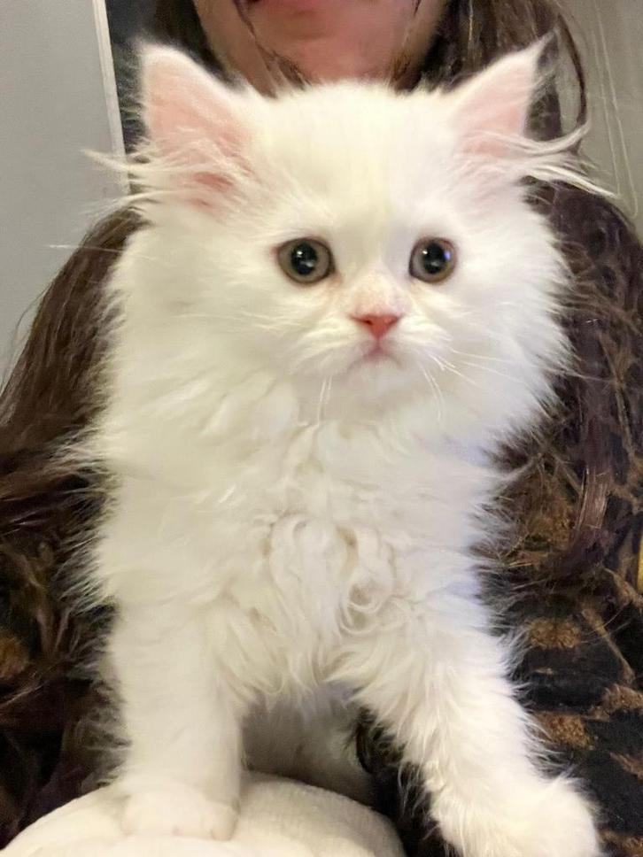 Te koop! Britse langhaar kitten(kater), Dieren en Toebehoren, Katten en Kittens | Raskatten | Langhaar, Kater, 0 tot 2 jaar, Ontwormd