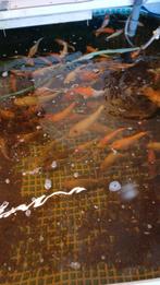 Japanse kois, Dieren en Toebehoren, Karper of Koi