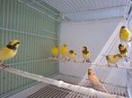 Bonte kanaries, Dieren en Toebehoren, Vogels | Kanaries, Meerdere dieren, Kleurkanarie