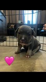 Puppy’s amarican pocket bully’s, Dieren en Toebehoren, Rabiës (hondsdolheid), Overige rassen, 8 tot 15 weken, Meerdere
