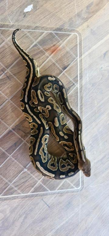 Python regius koppel.  beschikbaar voor biedingen
