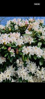 Te koop Rhododendrons tegen handels prijzen, Ophalen