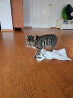 Dekkater gezocht, bengaal, fokrecht niet nodig., Dieren en Toebehoren, Katten en Kittens | Dekkaters