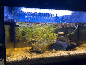 Aquarium te koop met vissen beschikbaar voor biedingen